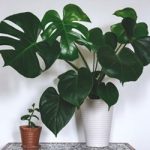 Les 5 meilleures plantes d'intérieur d'Ellen Mary