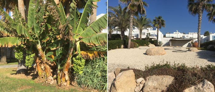Un palmier bananier et un jardin balnéaire contemporain