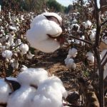 Farine de graine de coton: une histoire d'engrais à la poubelle