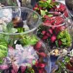 Comment faire un terrarium | Jardins sous verre