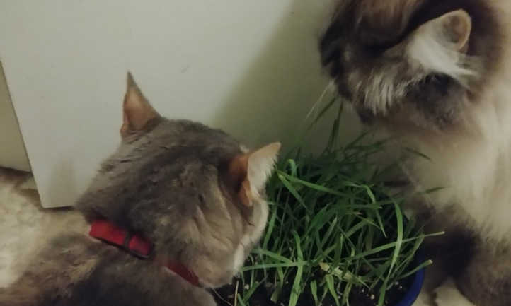 Chats mangeant de l'herbe à chat