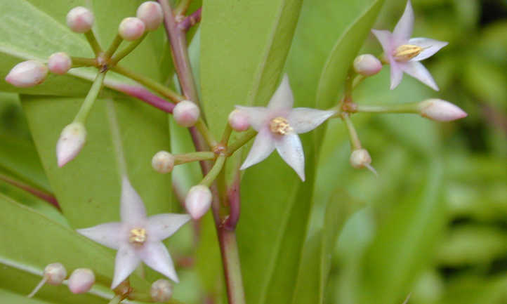 Fleurs d'Ardisia elliptica