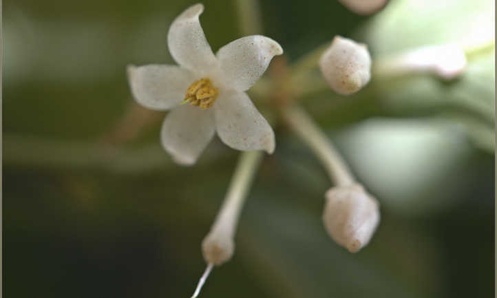 Ardisia crenata fleurs