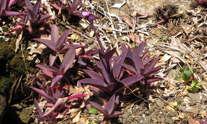 Purple Heart Plant Extérieur