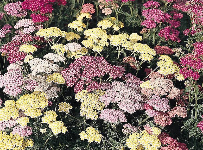 Achillea millefolium 'Summer Pastels' (Yarrow) de Thompson & Morgan - disponible maintenant