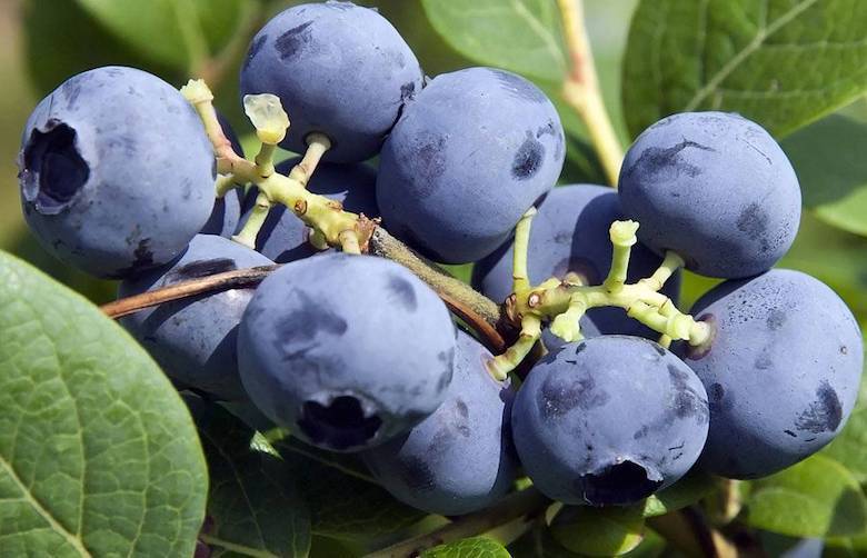 Blueberry ‘Bluecrop’ de Thompson & Morgan - disponible à l’achat maintenant
