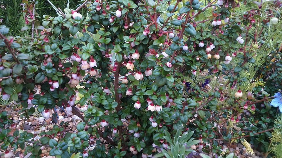 Goyave chilienne du jardin de Nic Wilson. Fleurs roses sur un buisson vert