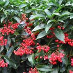 Ardisia: Prendre soin des plantes de baies de Noël