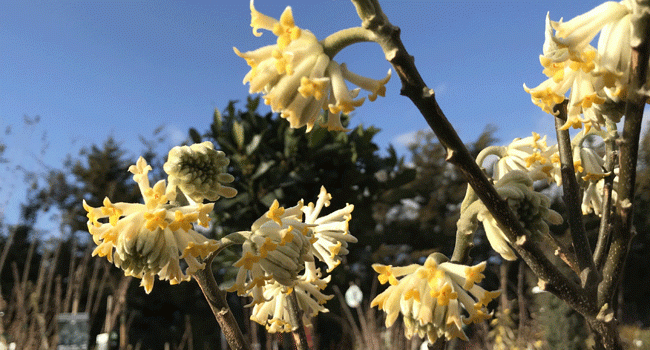 Fleurs de chrysantha Edgeworthia