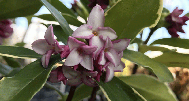 Daphne odora 'Aureomarginata' fleurs
