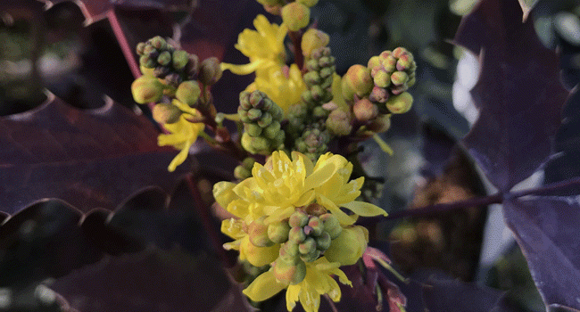 Mahonia aquifolium fleurs