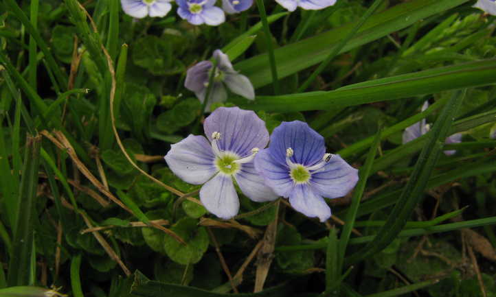 Fleurs de speedwell rampantes dans l'herbe