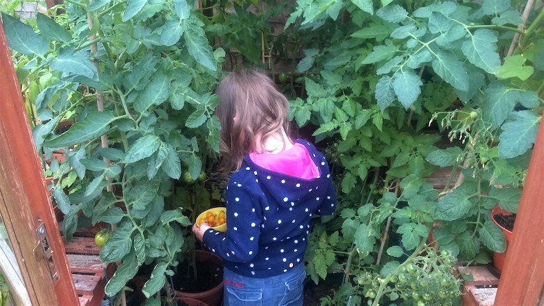 Enfant debout au milieu des plants de tomates - photo de dogwooddays