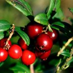 Plantes D'airelles: Le Guide Ultime Des Fruits Savoureux