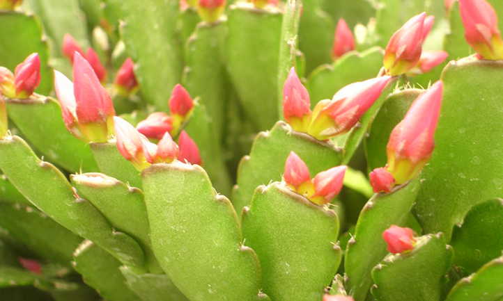 Bourgeons de cactus de Pâques