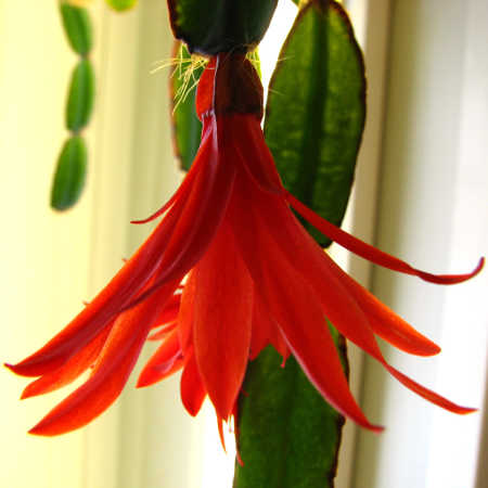 Fleur de Hatiora gaertneri
