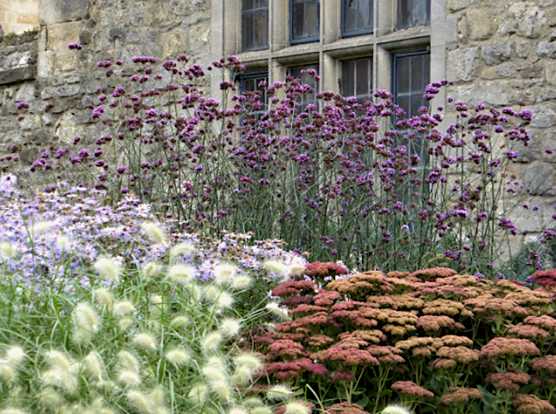 Bordure colorée tolérante à la sécheresse photographiée à Oxford par le Sunday Gardener