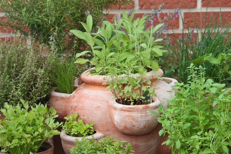 Herbes dans un pot dans un jardin