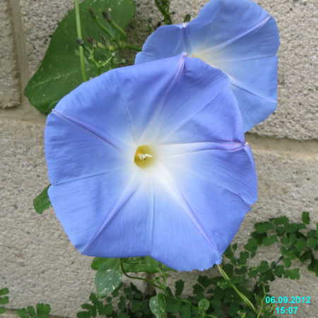 Ipomoea tricolor Bleu Céleste