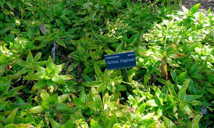 Plantes Callisia fragrans