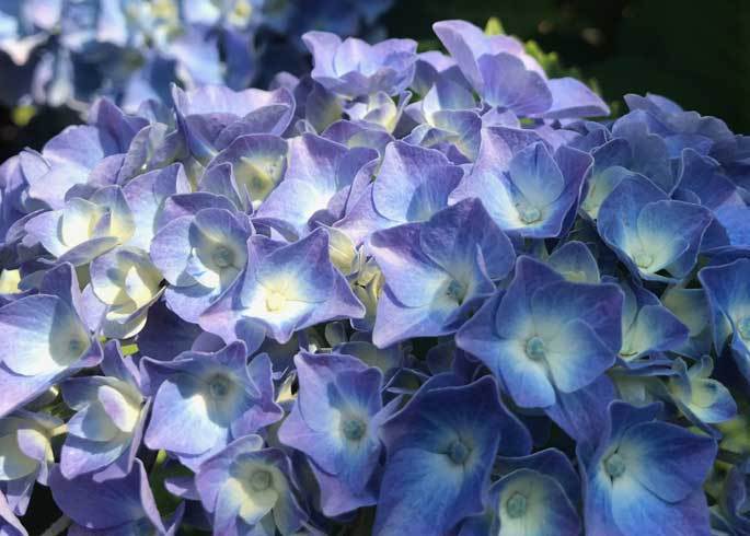 Belle fleur d'hortensia bleue