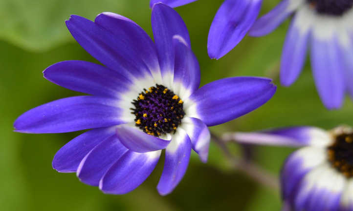 Fleurs de cineraria bleu
