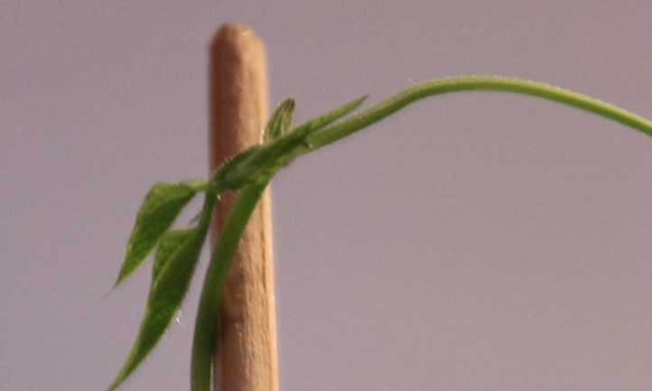 Le bout en croissance d’une plante de haricot en plaques se dirigeant vers le sommet d’un treillis.