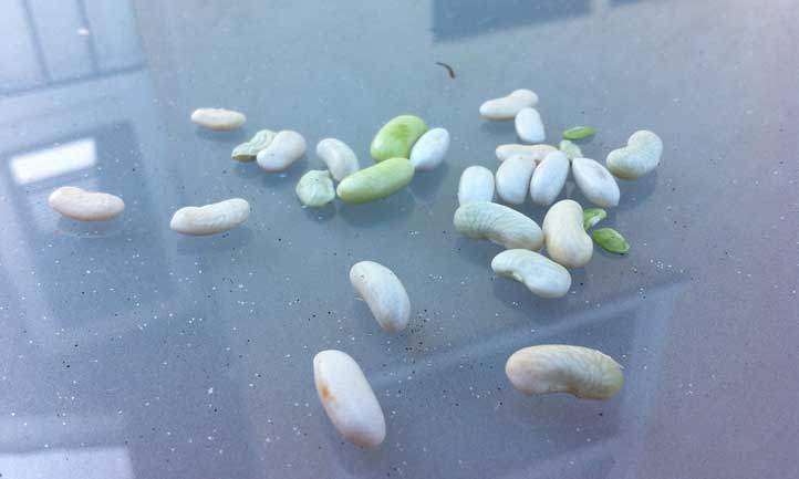 Les graines de haricot à grain sont parmi les plus faciles à conserver dans le jardin.