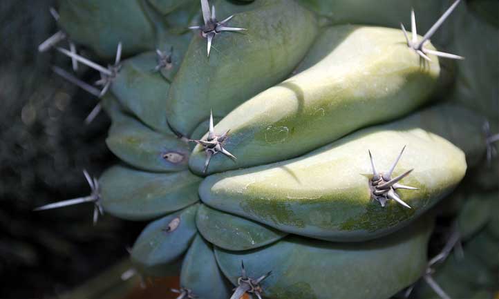 Cereus peruvianus 'Monstrosus' à la hauteur de son nom