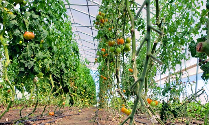 Espacement des tomates dans une serre
