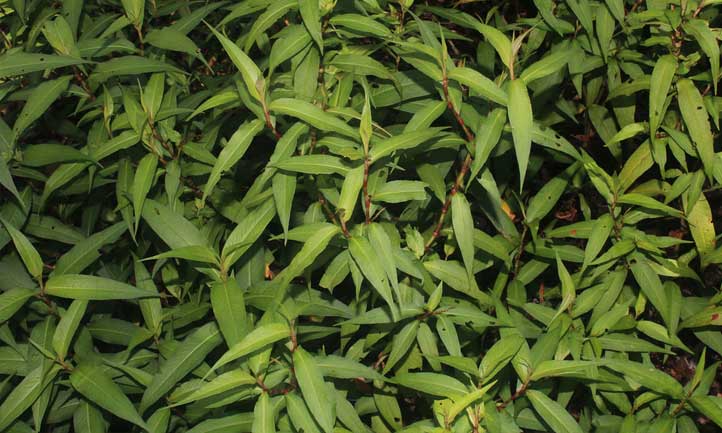 Persicaria odorata, comme son nom l'indique, a une odeur forte et parfumée