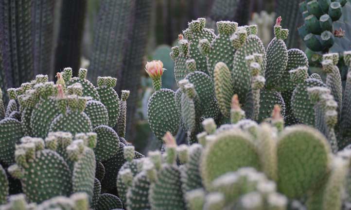 Le cactus des ailes d'ange est polyvalent, à la fois comme plante d'intérieur et comme option de décoration extérieure