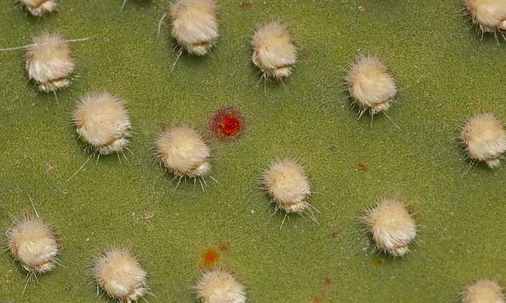 Les glochides sur les cactus aux oreilles de lapin sont jolis, mais faites attention de ne pas les toucher