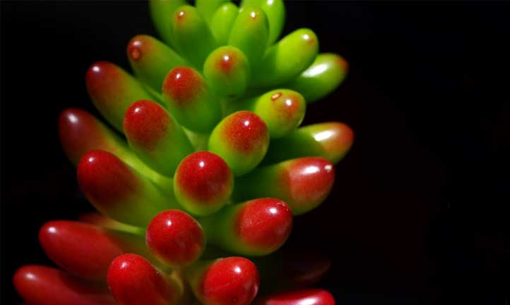 Sedum rubrotinctum a une apparence brillante et distincte - comme une fève à la gelée