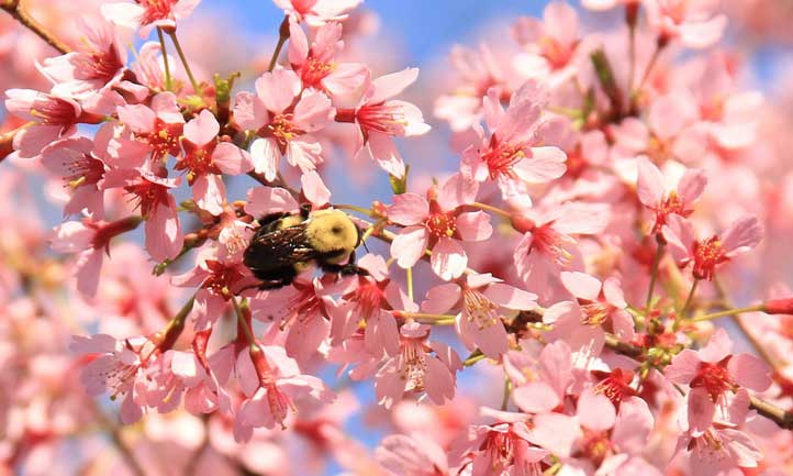 Si vous souhaitez attirer les pollinisateurs, Prunus okame est un excellent choix.