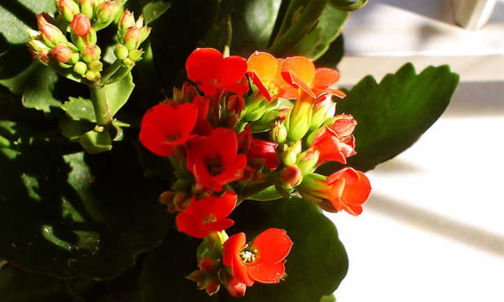 Kalanchoe de fleuriste rouge