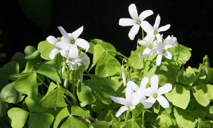 Fleurs d'oxalis blanches