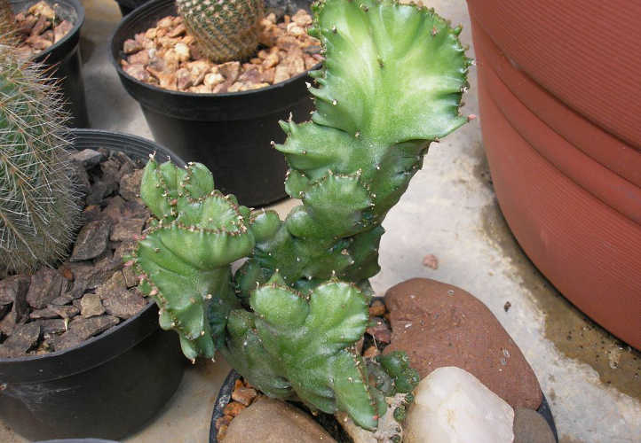 La plante complète d'Euphorbia lactea Cristata