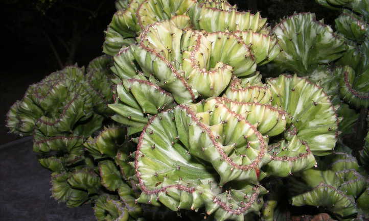 Euphorbia lactea Cristata