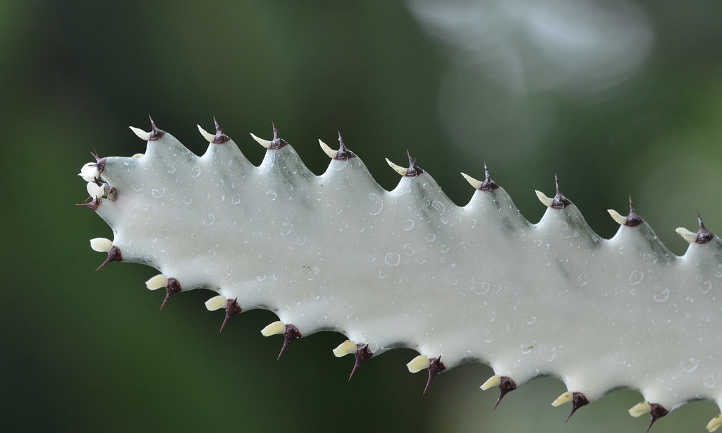 Euphorbia lactea fantôme gris