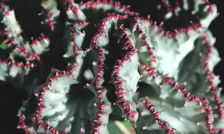 Crête d'Euphorbia lactea Cristata