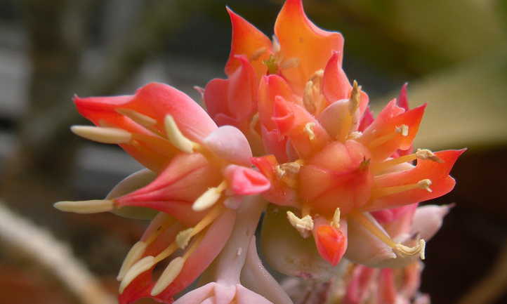 Echeveria x fleurs de lola