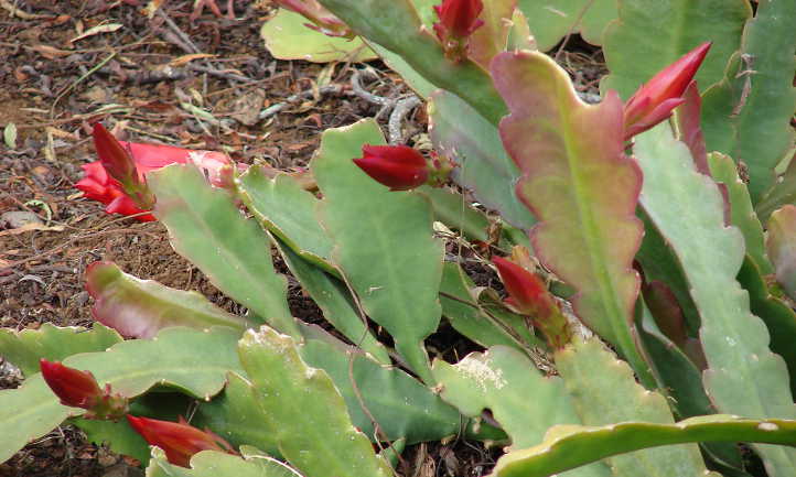 Cactus de Noël en bourgeon