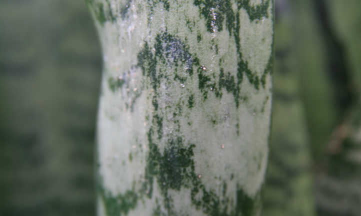 Gros plan de feuille de sansevieria zeylanica