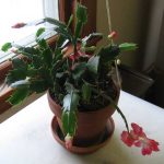 Propagating Christmas Cactus: Cadeaux faciles pour les fêtes