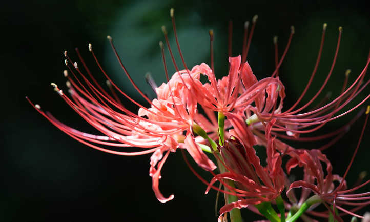 plantes /à fleurs bulbes /à planter 10, blanc Bulbes de lis araign/ée vivace//bulbes de Lycoris bulbes de plantes en pot//bulbes de fleurs de d/écoration de bonsa/ï.