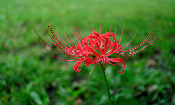 Fleur de Higanbana