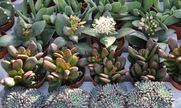 Collection Succulente