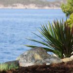 Yucca Aloifolia: Soin des plantes à baïonnette espagnole