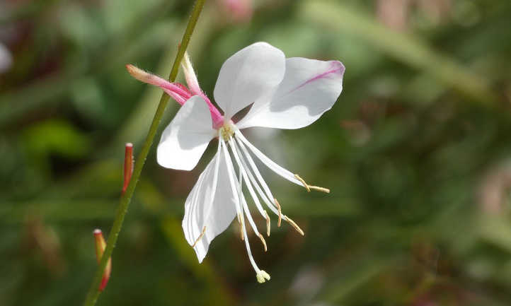 Fleurs de gaura blanches